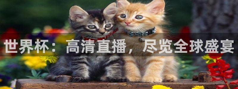 世界杯直播网:世界杯:高清直播,尽览全球盛宴